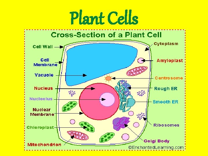 Plant Cells 