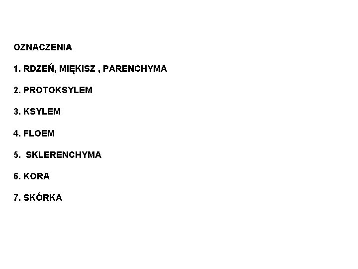 OZNACZENIA 1. RDZEŃ, MIĘKISZ , PARENCHYMA 2. PROTOKSYLEM 3. KSYLEM 4. FLOEM 5. SKLERENCHYMA