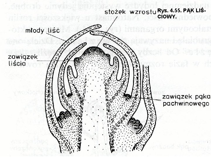 Rys. 4. 55. PĄK LIŚCIOWY. 