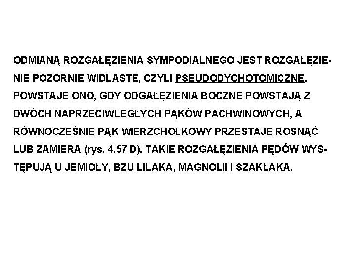 ODMIANĄ ROZGAŁĘZIENIA SYMPODIALNEGO JEST ROZGAŁĘZIENIE POZORNIE WIDLASTE, CZYLI PSEUDODYCHOTOMICZNE. POWSTAJE ONO, GDY ODGAŁĘZIENIA BOCZNE