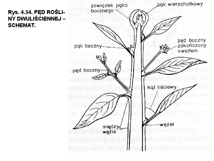 Rys. . 4. 54. PĘD ROŚLINY DWULIŚCIENNEJ – SCHEMAT. 