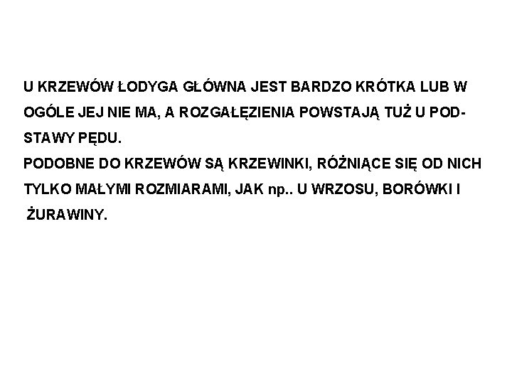 U KRZEWÓW ŁODYGA GŁÓWNA JEST BARDZO KRÓTKA LUB W OGÓLE JEJ NIE MA, A