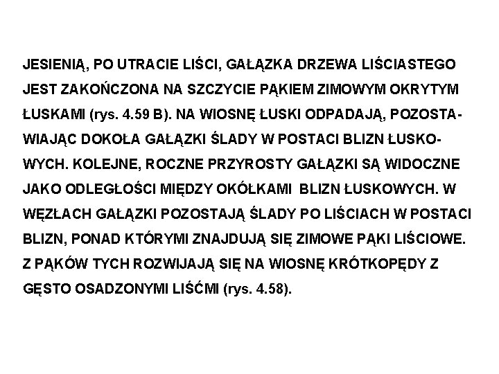 JESIENIĄ, PO UTRACIE LIŚCI, GAŁĄZKA DRZEWA LIŚCIASTEGO JEST ZAKOŃCZONA NA SZCZYCIE PĄKIEM ZIMOWYM OKRYTYM