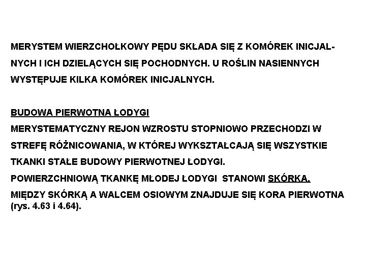 MERYSTEM WIERZCHOŁKOWY PĘDU SKŁADA SIĘ Z KOMÓREK INICJALNYCH I ICH DZIELĄCYCH SIĘ POCHODNYCH. U