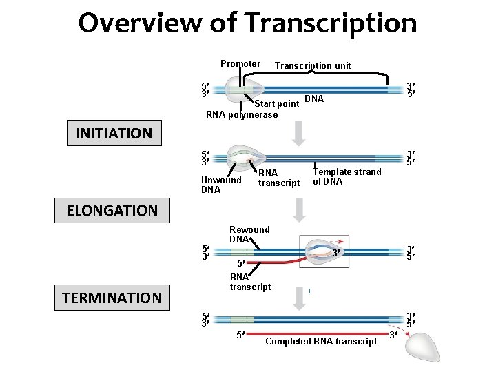 Overview of Transcription Promoter Transcription unit 5 3 Start point RNA polymerase INITIATION 5