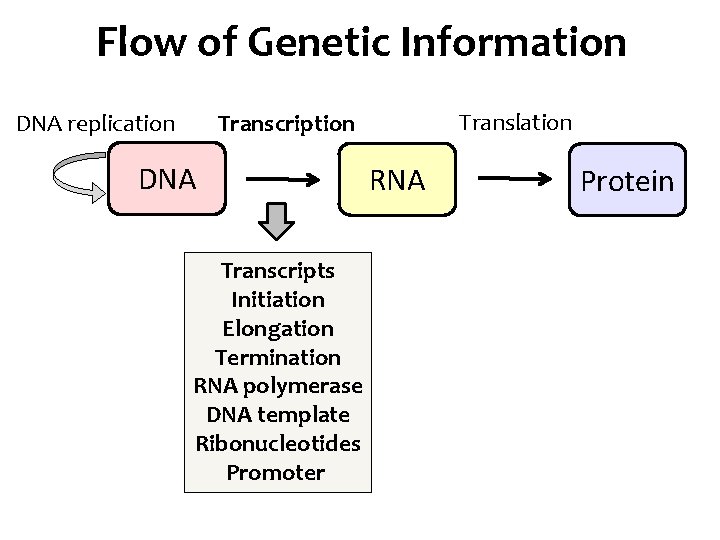 Flow of Genetic Information DNA replication Translation Transcription DNA Transcripts Initiation Elongation Termination RNA