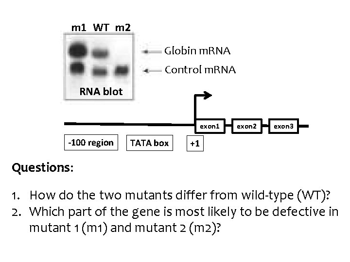 m 1 WT m 2 Globin m. RNA Control m. RNA blot exon 1