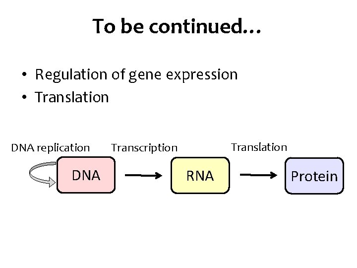 To be continued… • Regulation of gene expression • Translation DNA replication DNA Translation