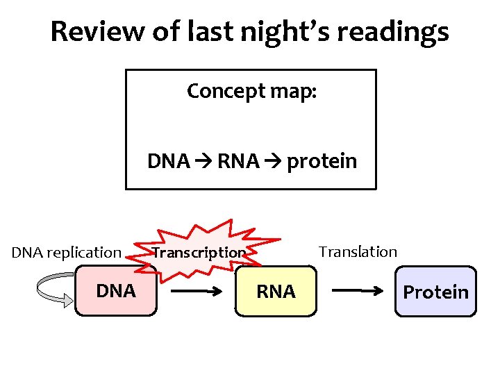 Review of last night’s readings Concept map: DNA RNA protein DNA replication DNA Translation