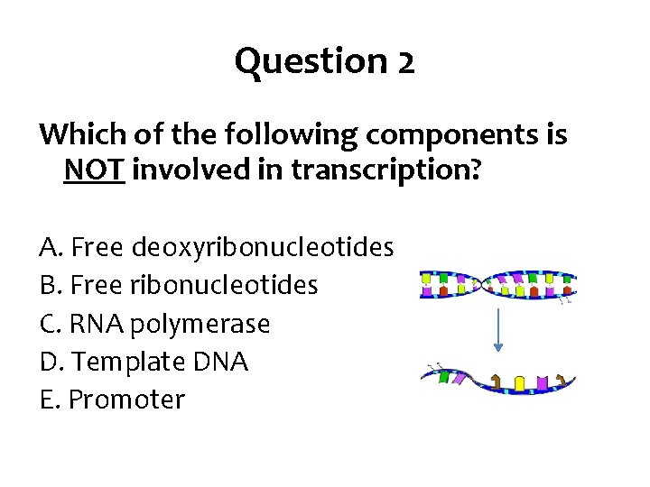 Question 2 Which of the following components is NOT involved in transcription? A. Free