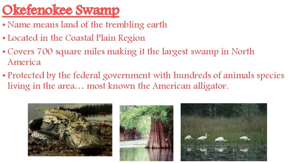 Okefenokee Swamp • Name means land of the trembling earth • Located in the