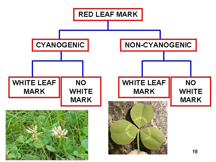 RED LEAF MARK CYANOGENIC WHITE LEAF MARK Biol 303 Natural Selection NO WHITE MARK