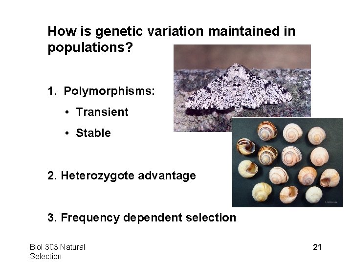 How is genetic variation maintained in populations? 1. Polymorphisms: • Transient • Stable 2.