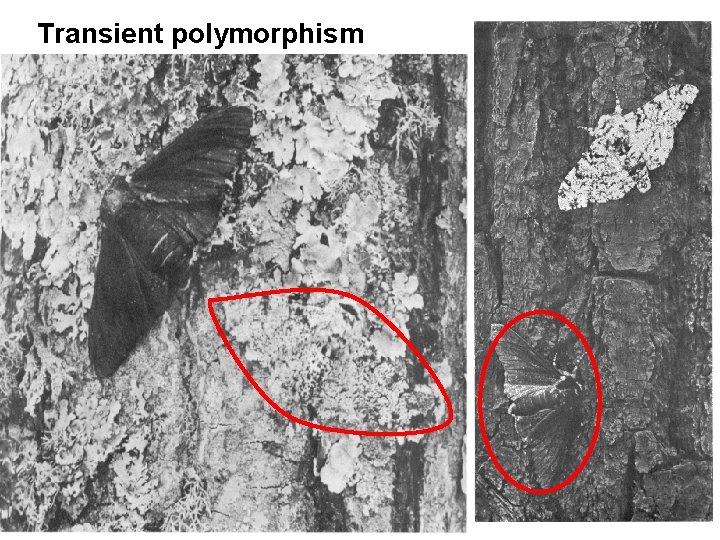 Transient polymorphism Biol 303 Natural Selection 22 
