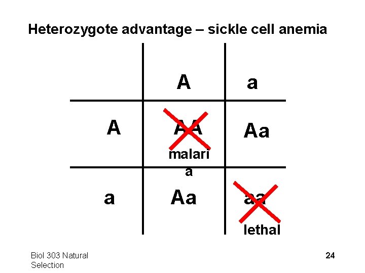Heterozygote advantage – sickle cell anemia A A a AA Aa malari a a