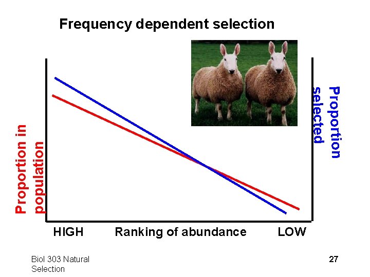 Frequency dependent selection Proportion in population Proportion selected HIGH Biol 303 Natural Selection Ranking