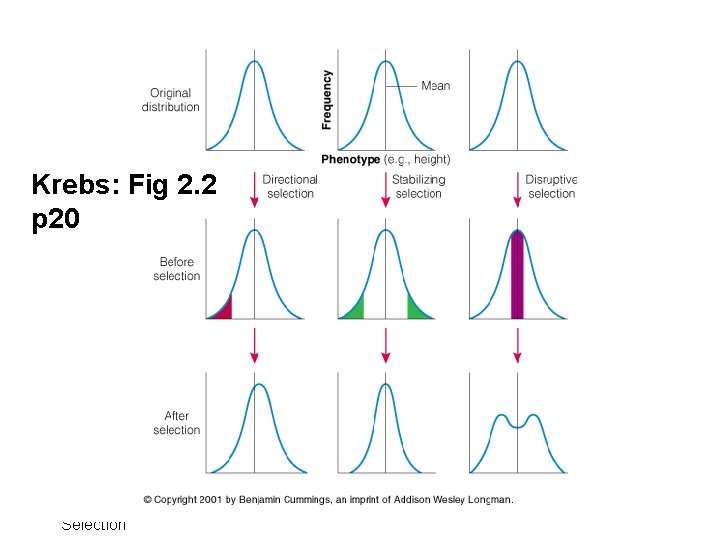 Krebs: Fig 2. 2 p 20 Biol 303 Natural Selection 30 
