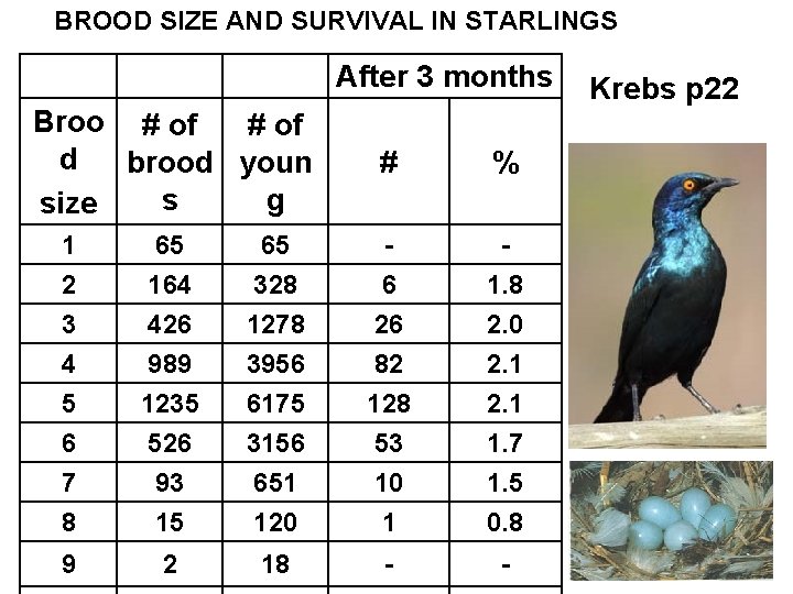 BROOD SIZE AND SURVIVAL IN STARLINGS After 3 months Broo # of d brood