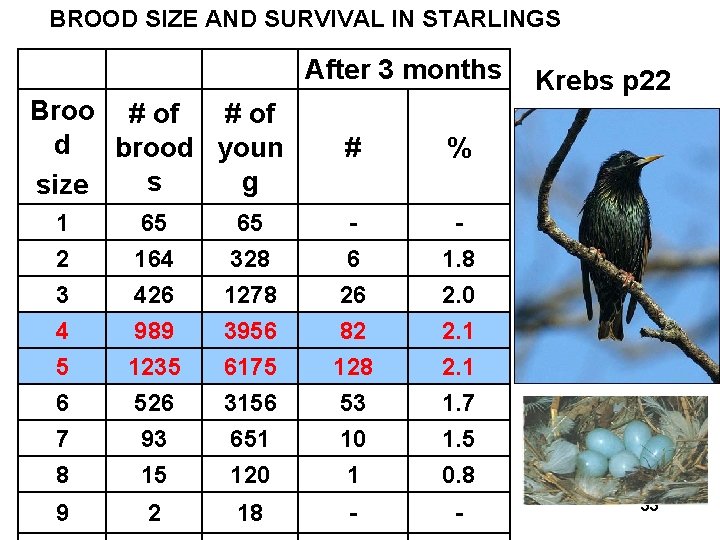 BROOD SIZE AND SURVIVAL IN STARLINGS After 3 months Broo # of d brood
