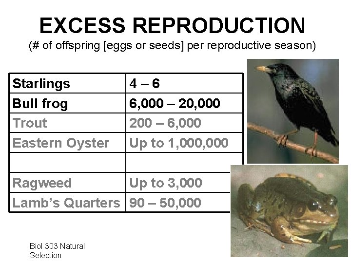 EXCESS REPRODUCTION (# of offspring [eggs or seeds] per reproductive season) Starlings Bull frog