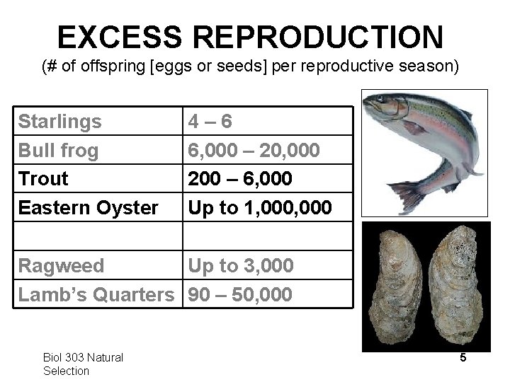 EXCESS REPRODUCTION (# of offspring [eggs or seeds] per reproductive season) Starlings Bull frog