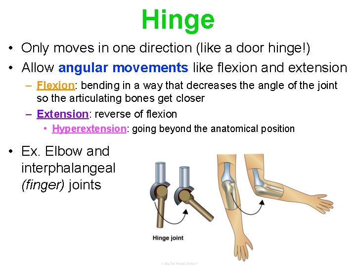 Hinge • Only moves in one direction (like a door hinge!) • Allow angular