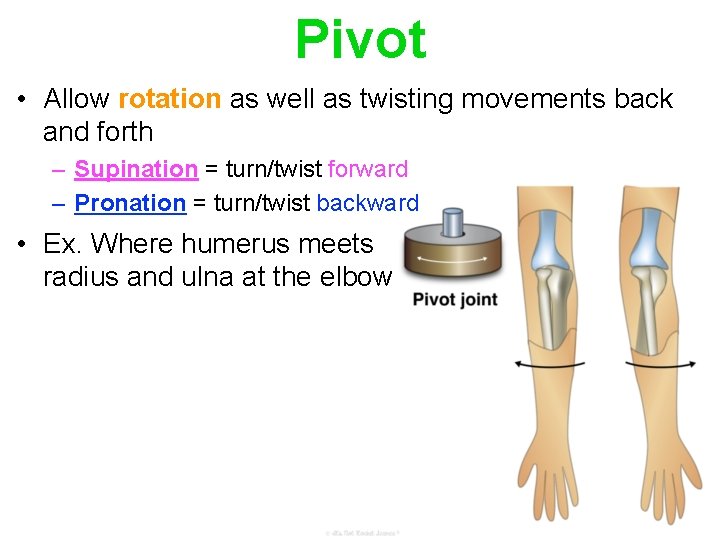 Pivot • Allow rotation as well as twisting movements back and forth – Supination