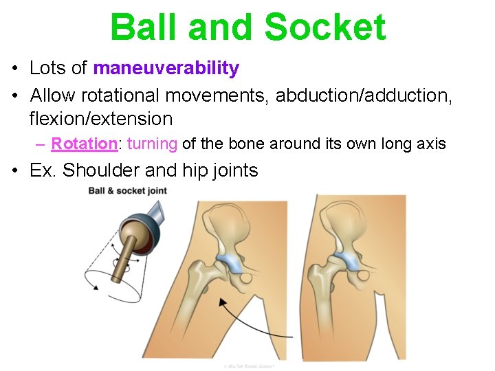 Ball and Socket • Lots of maneuverability • Allow rotational movements, abduction/adduction, flexion/extension –