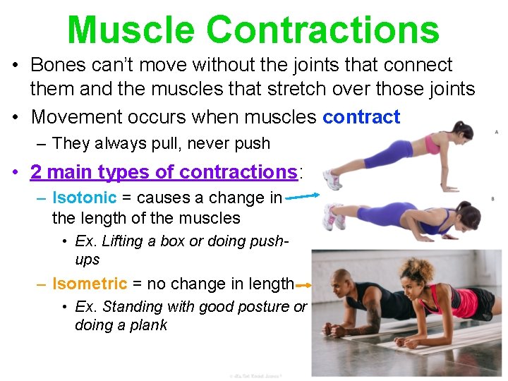 Muscle Contractions • Bones can’t move without the joints that connect them and the