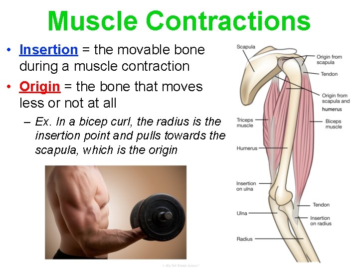 Muscle Contractions • Insertion = the movable bone during a muscle contraction • Origin
