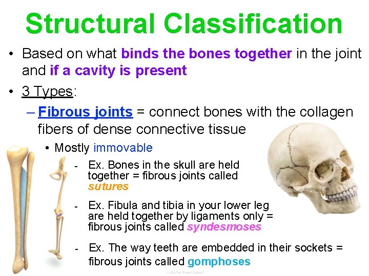 Structural Classification • Based on what binds the bones together in the joint and