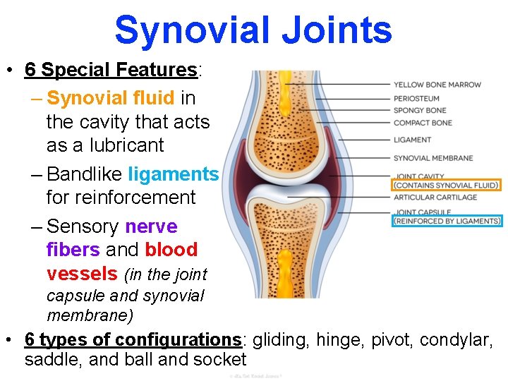 Synovial Joints • 6 Special Features: – Synovial fluid in the cavity that acts