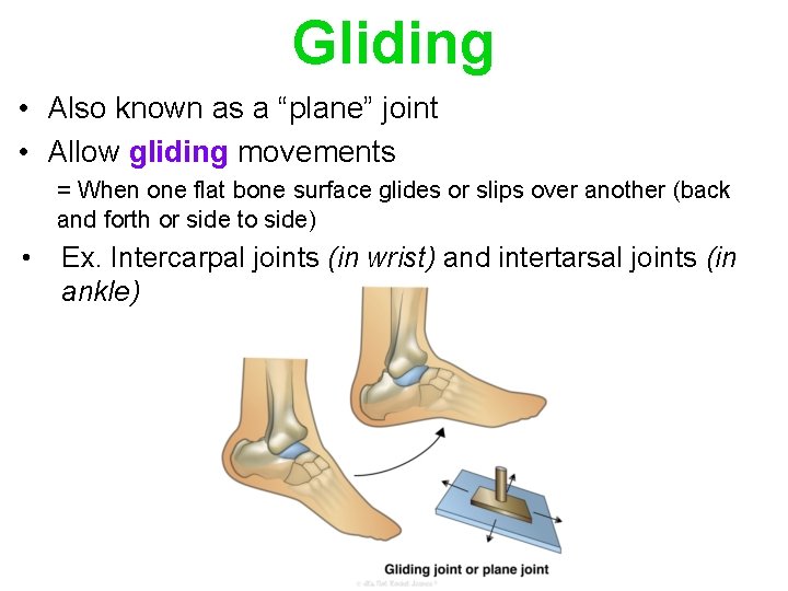 Gliding • Also known as a “plane” joint • Allow gliding movements = When