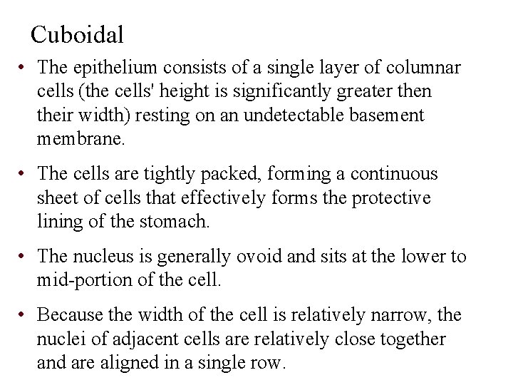 Cuboidal • The epithelium consists of a single layer of columnar cells (the cells'