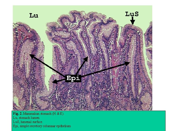 Fig. 2. Mammalian stomach (H & E). Lu, stomach lumen Lu. S, lumenal surface.