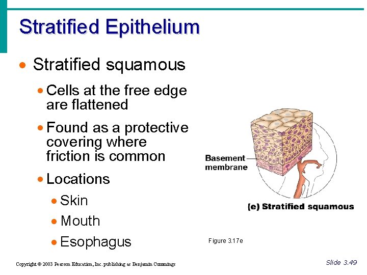 Stratified Epithelium · Stratified squamous · Cells at the free edge are flattened ·
