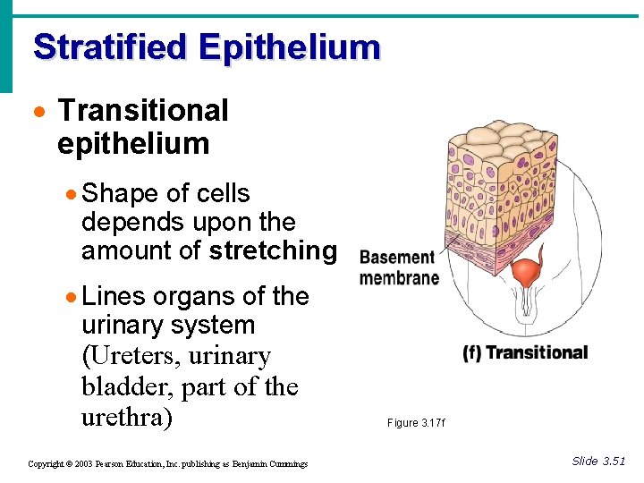 Stratified Epithelium · Transitional epithelium · Shape of cells depends upon the amount of