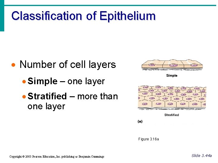 Classification of Epithelium · Number of cell layers · Simple – one layer ·
