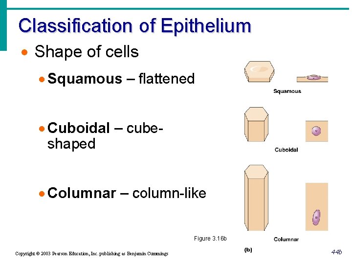 Classification of Epithelium · Shape of cells · Squamous – flattened · Cuboidal –