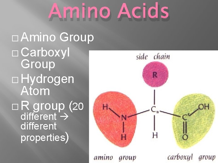 Amino Acids � Amino Group � Carboxyl Group � Hydrogen Atom � R group
