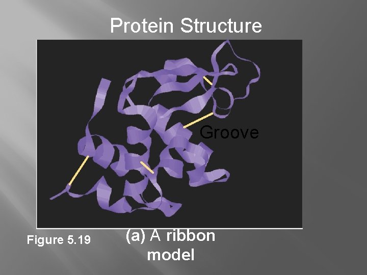 Protein Structure Groove Figure 5. 19 (a) A ribbon model 
