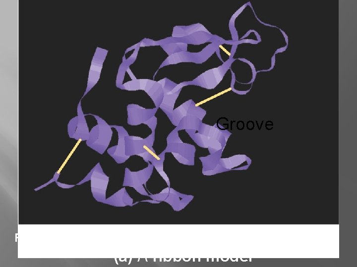 Groove Figure 5. 19 (a) A ribbon model 