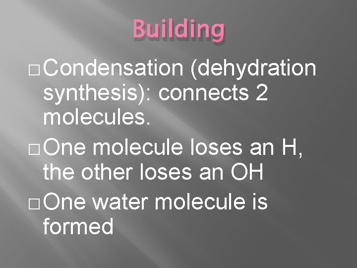 Building � Condensation (dehydration synthesis): connects 2 molecules. � One molecule loses an H,