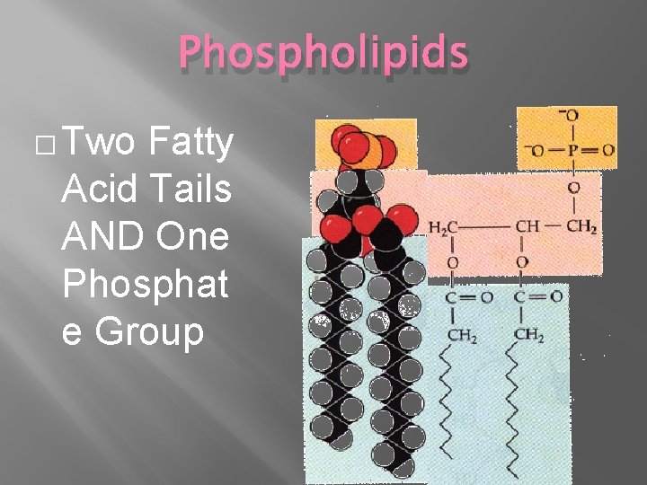 Phospholipids � Two Fatty Acid Tails AND One Phosphat e Group 
