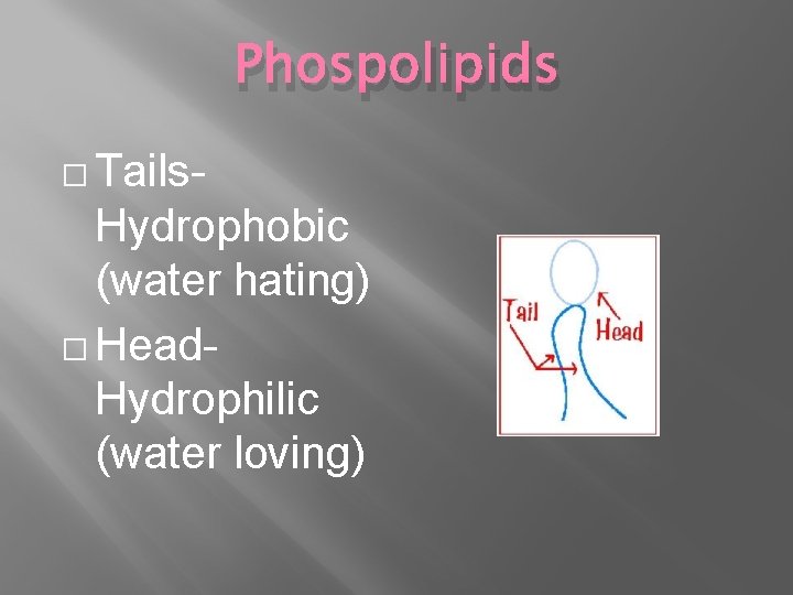 Phospolipids � Tails- Hydrophobic (water hating) � Head. Hydrophilic (water loving) 