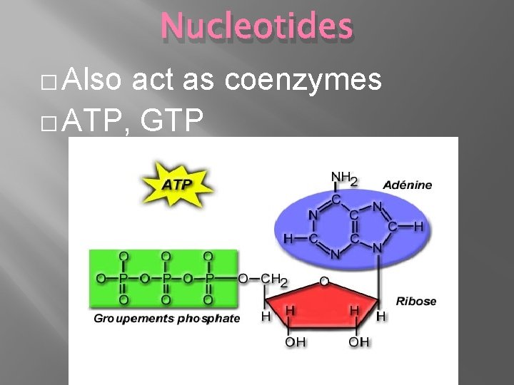 Nucleotides � Also act as coenzymes � ATP, GTP 