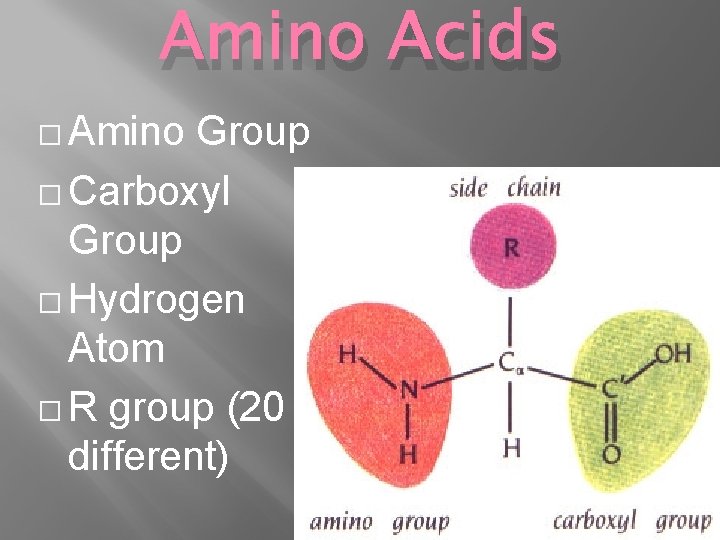 Amino Acids � Amino Group � Carboxyl Group � Hydrogen Atom � R group