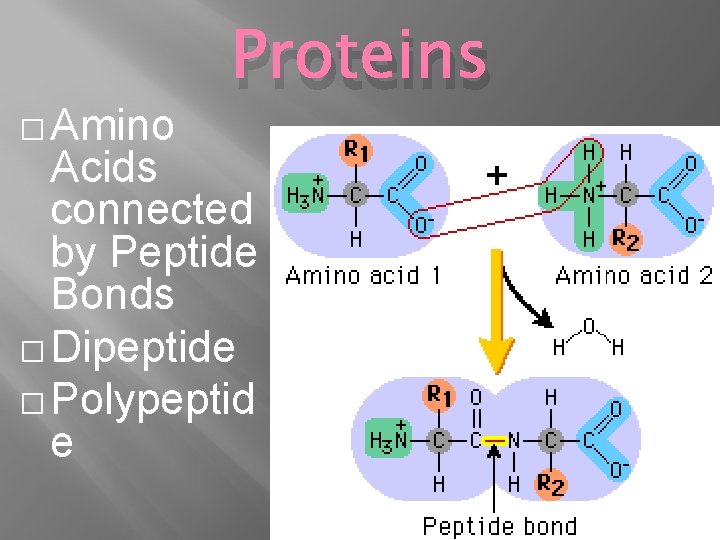 � Amino Proteins Acids connected by Peptide Bonds � Dipeptide � Polypeptid e 