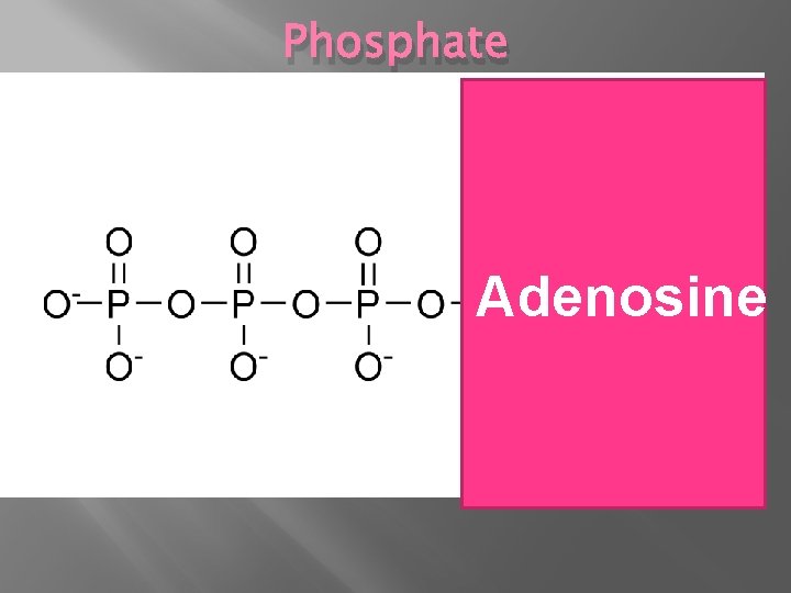 Phosphate Adenosine 