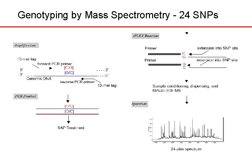 Genotyping by Mass Spectrometry - 24 SNPs 